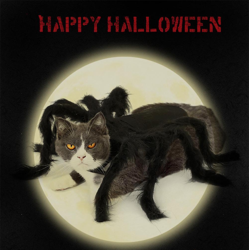 Spider Pet Halloween Costume
