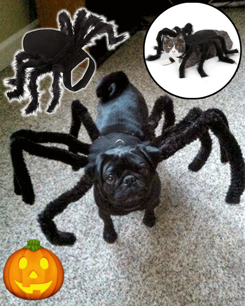 Spider Pet Halloween Costume